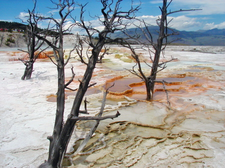 Mammoth Hot Springs