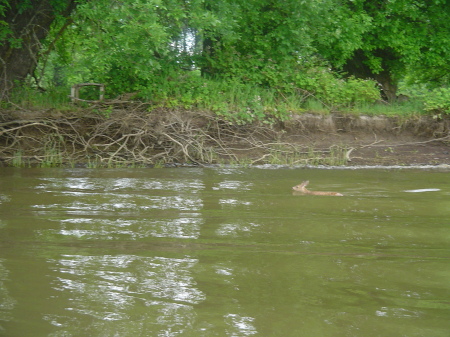 Fawn a swimming
