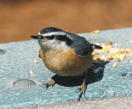 Feathered friends