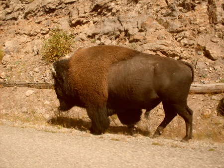 Bison, Yellowstone