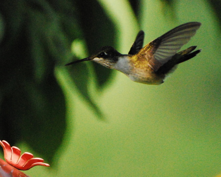 Hummingbird in my yard