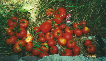 Home grown Tomatoes