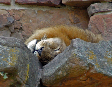 Lazy Lion at Fort Worth Zoo, Sept 2009