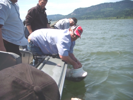 Sturgeon on the Columbia