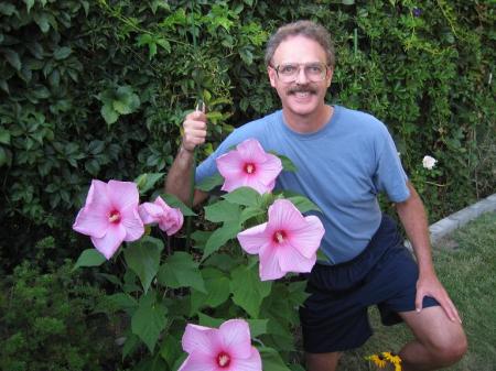 Dinner Plate Hibiscus