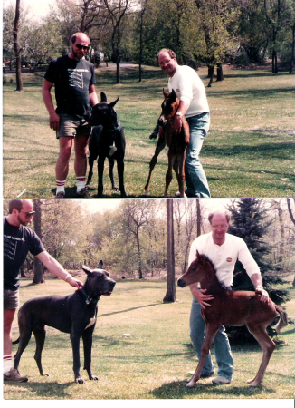 dog is as big as a horse