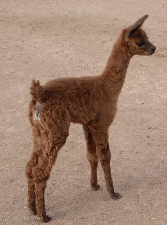 Caramel - Our Youngest, Butter's baby (cria)