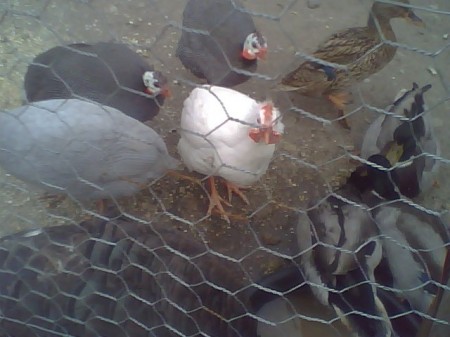 Guineas