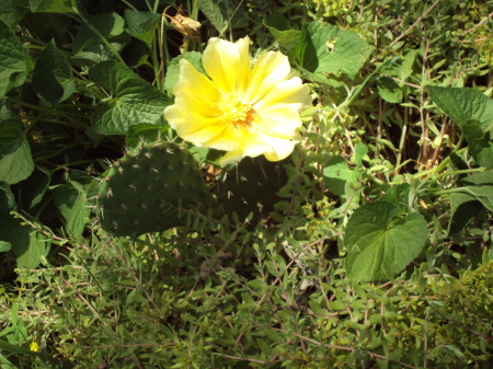 Wisconsin Cactus