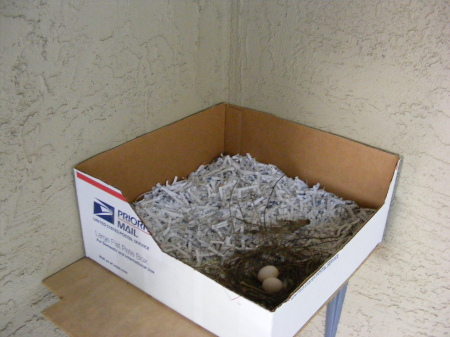 Dove eggs