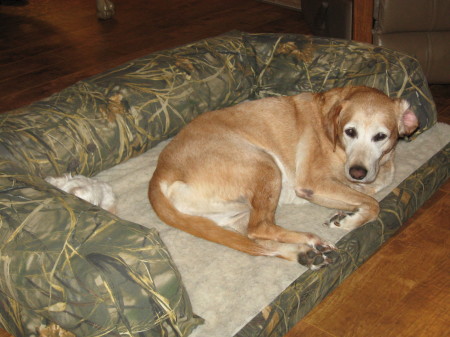 AMI OUR 10 YEAR OLD LAB