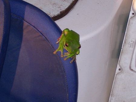 Tree Frog - Daintree Rainforest