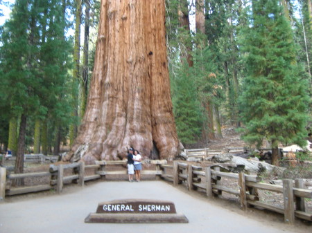 General Sherman Tree - Kings Canyon 2009