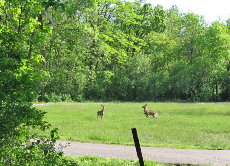 Illini state park