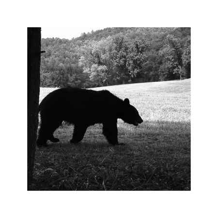 Black Bear TN