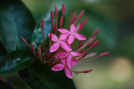 Delicate flowers