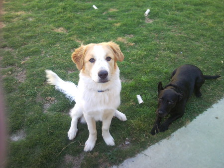 Smudge and Lily obeying