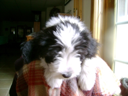 Beardie puppy