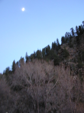 Moon over Pines LVNM