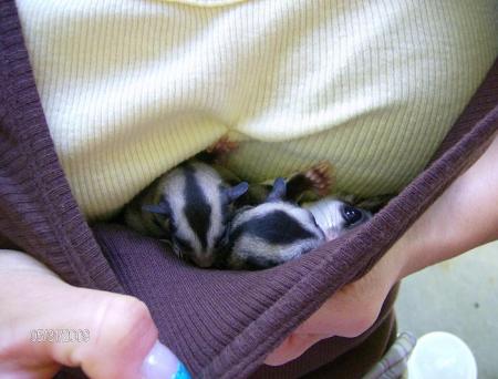 2 sugar glider babies with mommy