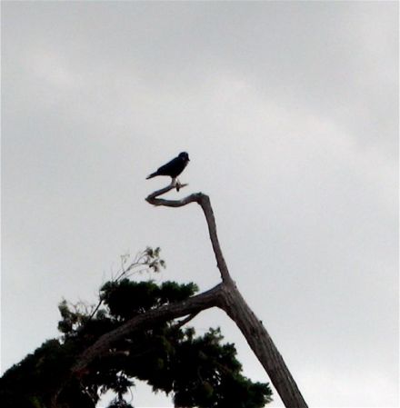 Hawk in tree behind camp