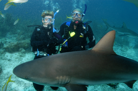 Diving with sharks, Nassau