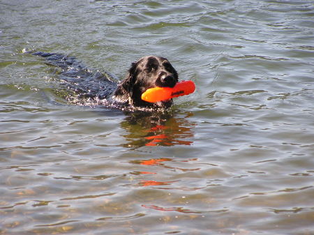 Can't keep him out of the water