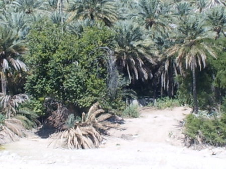 Typical Omani oasis view near by river.