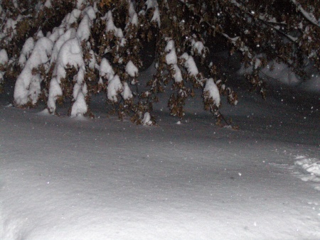 Snow December 2009