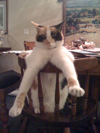 Our Cat At The Table