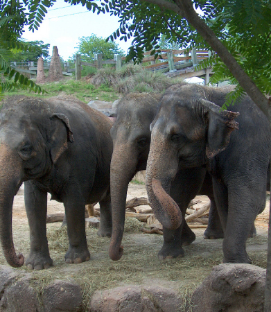 Female Elephants at Busch Gardens