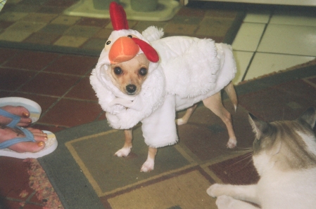 Chicken Chihuahua