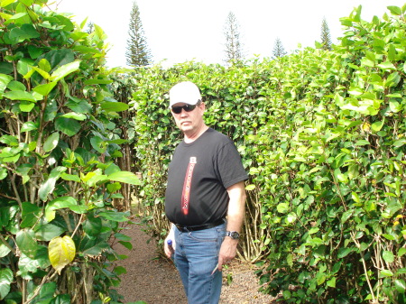 Dole Pinapple Plantation