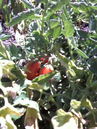 Tomatoes in the garden this summer 2009