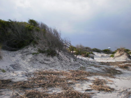 The dunes on Jekyll Island - south end