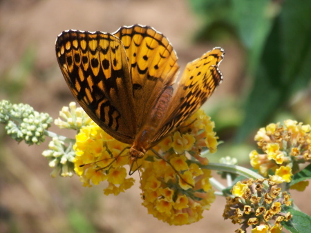 Butterflies in my garden