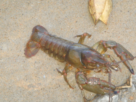 crawdad  during flood in pineville,mo