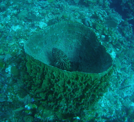 grouper in a sponge