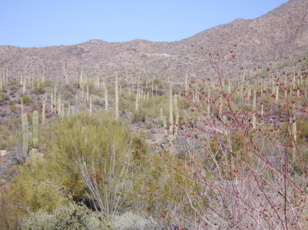 Arizona Sonoran Desert