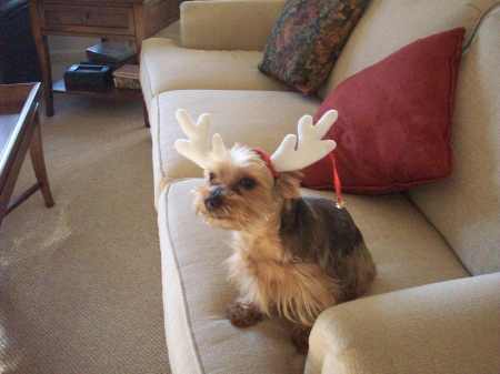 My doogie at Christmas time