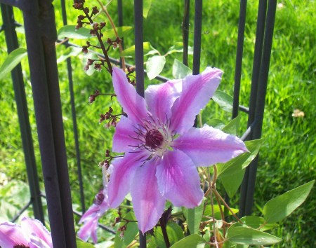 Nelly Moser Clematis