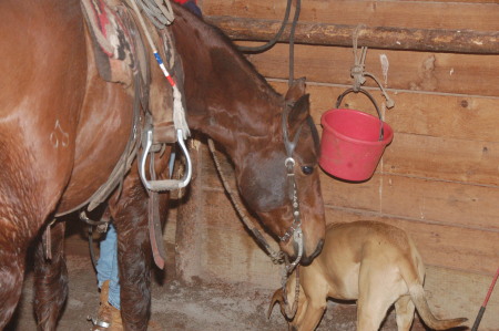 Son brings home a new horse to the ranch