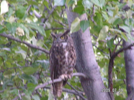 Big horned owl