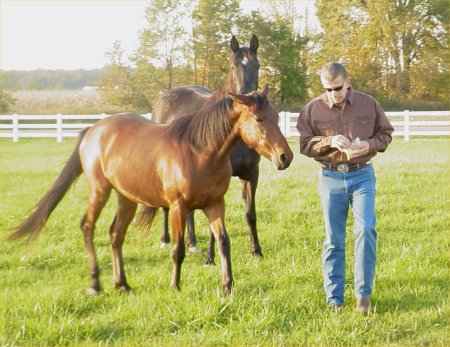 Bruce & Horses