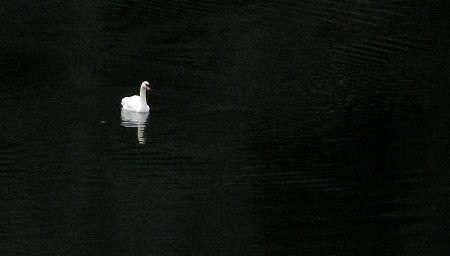 Swan