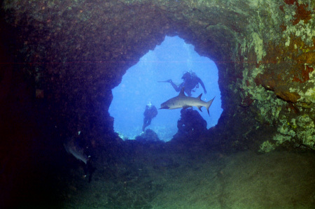 Sharks in a Maui Cave