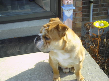 English Bulldog