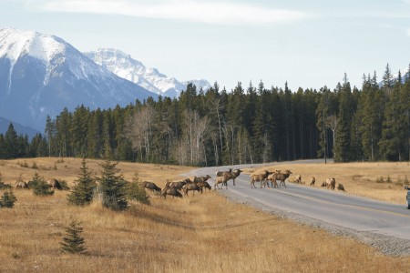 Elk crossing - Banff, AB