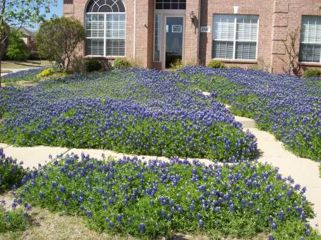 Our front yard is covered in bluebonnets