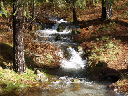 back of the park stream